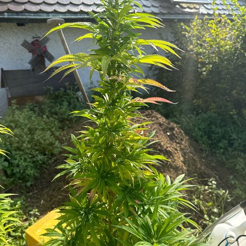 Northern Lights growlog timeline photo