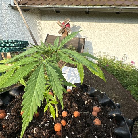 Joey King John  #2 Nono  growlog photo:  Schön, um getropft in ihre neue Behausung.