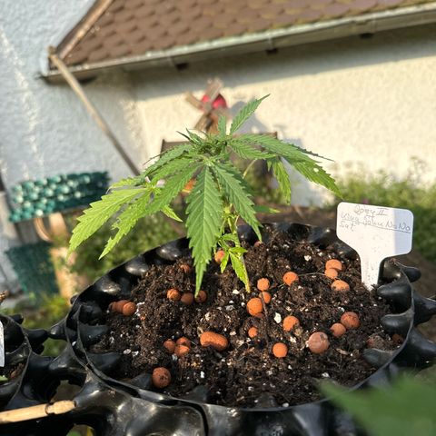 Joey King John  #2 Nono  growlog photo:  Schön, um getropft in ihre neue Behausung.