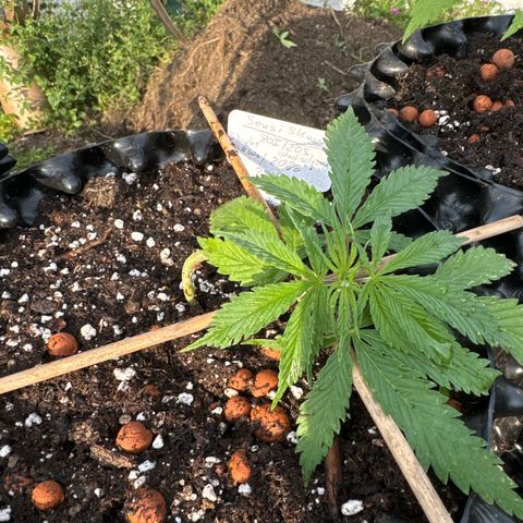 Sensi Skunk growlog photo:  Schön, um getropft in ihre neue Behausung.