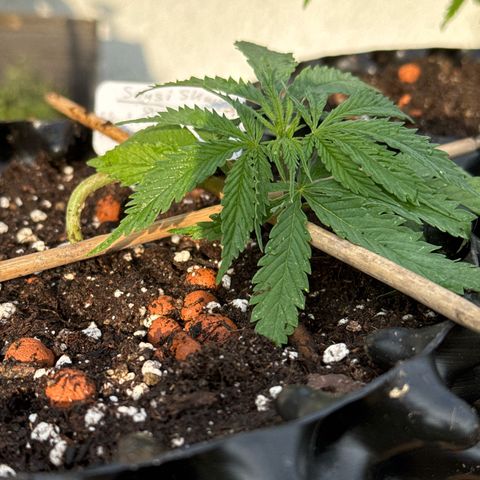 Sensi Skunk growlog photo:  Schön, um getropft in ihre neue Behausung.