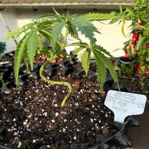 OG Kush growlog photo:  Schön, um getropft in ihre neue Behausung.