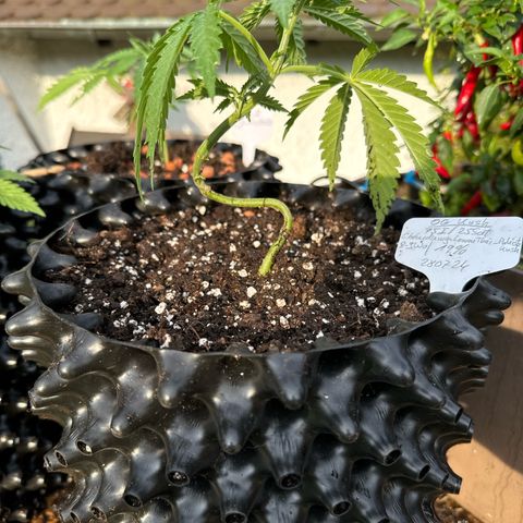 OG Kush growlog photo:  Schön, um getropft in ihre neue Behausung.