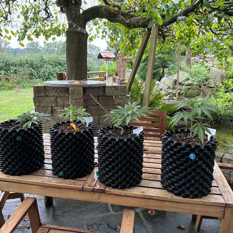 Joey King John  #2 Nono  growlog photo:  wie die kleinen Orgel pfeifen 😊kommen Sie jetzt ins Zelt . 