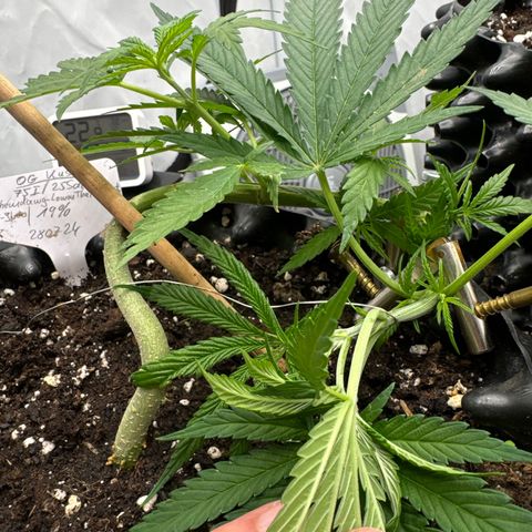 OG Kush growlog photo:  Große Schleife gezogen des Stängels . 