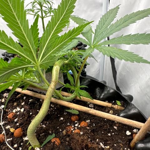 Sensi Skunk growlog photo:  einen Kringel des Stängels kreieren . 