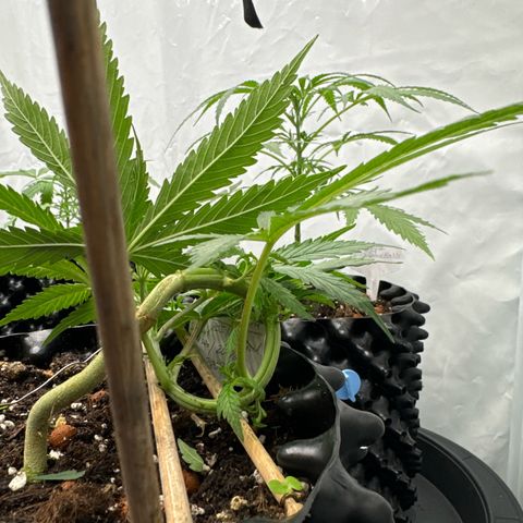 Sensi Skunk growlog timeline photo