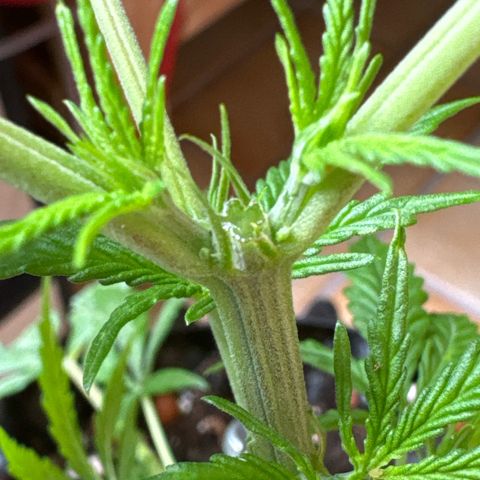 Joey King John  #2 Nono  growlog photo:  mal schauen, vielleicht wird es ja etwas mit der Krone von Joey
