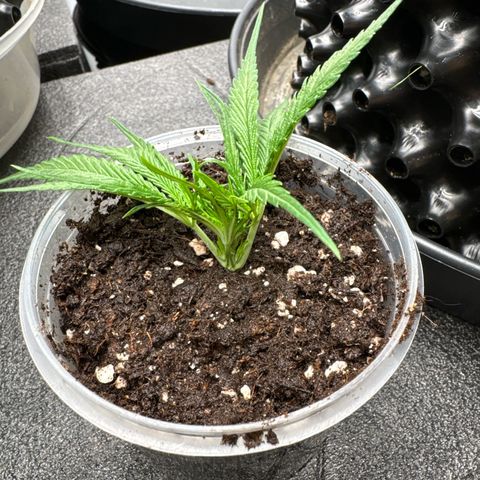 Joey King John  #2 Nono  growlog photo:  mal schauen, vielleicht wird es ja etwas mit der Krone von Joey