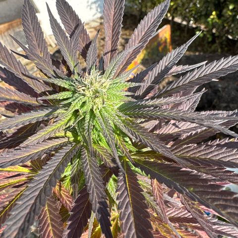 Northern Lights growlog timeline photo