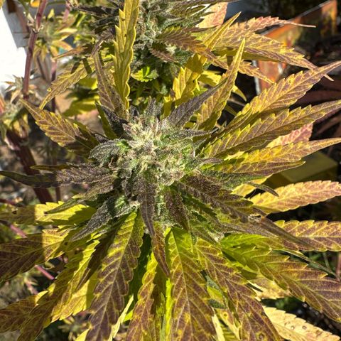 Shining Silver Haze growlog timeline photo