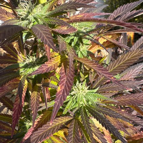 Northern Lights growlog timeline photo