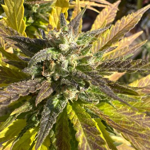 Shining Silver Haze growlog timeline photo