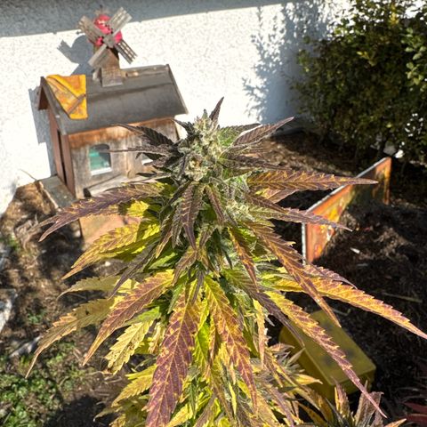 Shining Silver Haze growlog timeline photo