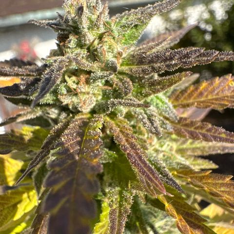 Shining Silver Haze growlog timeline photo