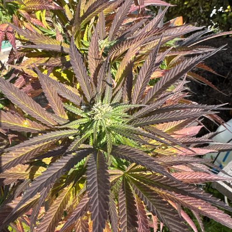 Northern Lights growlog timeline photo
