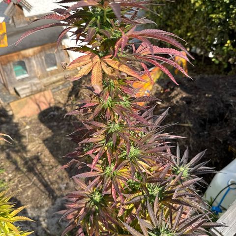 Northern Lights growlog timeline photo