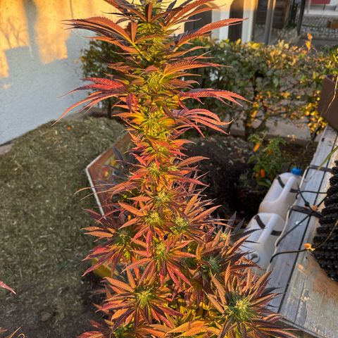 Northern Lights growlog timeline photo