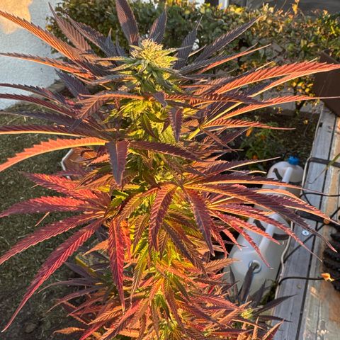 Northern Lights growlog timeline photo