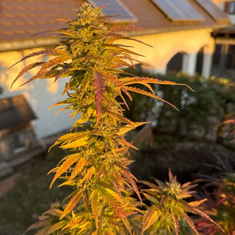 Shining Silver Haze growlog timeline photo
