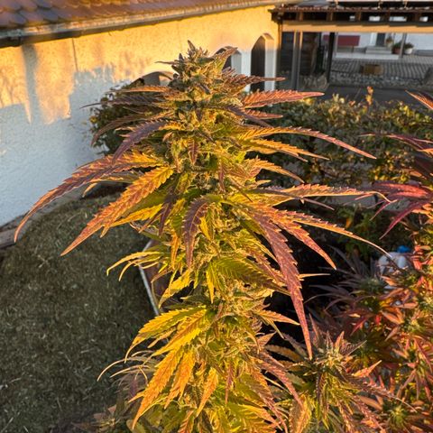 Shining Silver Haze growlog timeline photo