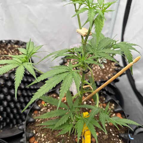 Joey King John  #2 Nono  growlog timeline photo