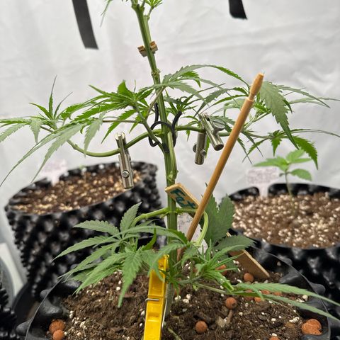 Joey King John  #2 Nono  growlog timeline photo