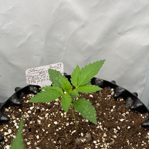 Sleepy Joe🤌🏼😳 growlog timeline photo