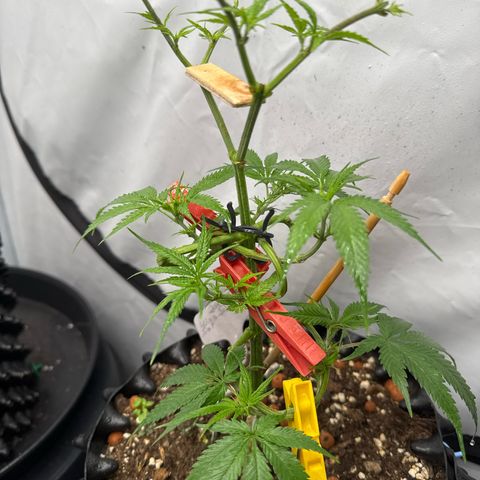 Joey King John  #2 Nono  growlog timeline photo