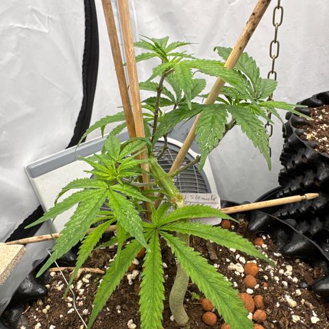 Sensi Skunk growlog timeline photo