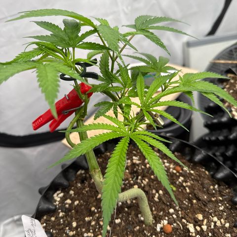 OG Kush growlog timeline photo