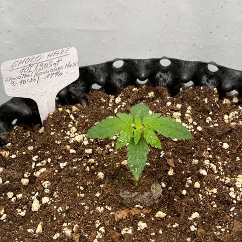 Choco Haze growlog timeline photo