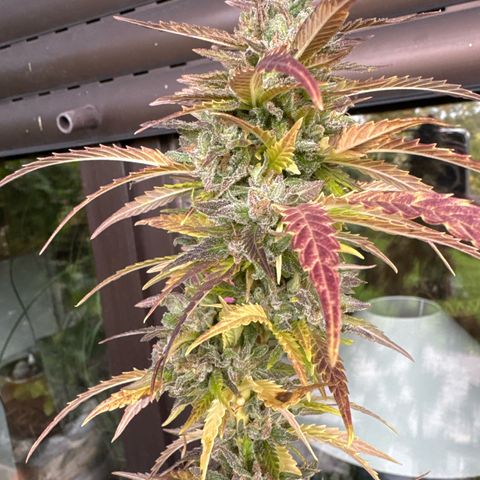 Shining Silver Haze growlog timeline photo