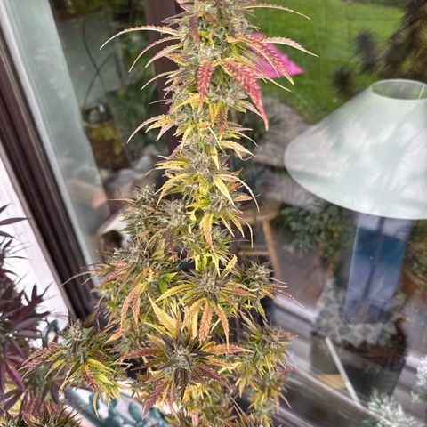 Shining Silver Haze growlog timeline photo