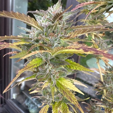 Shining Silver Haze growlog timeline photo