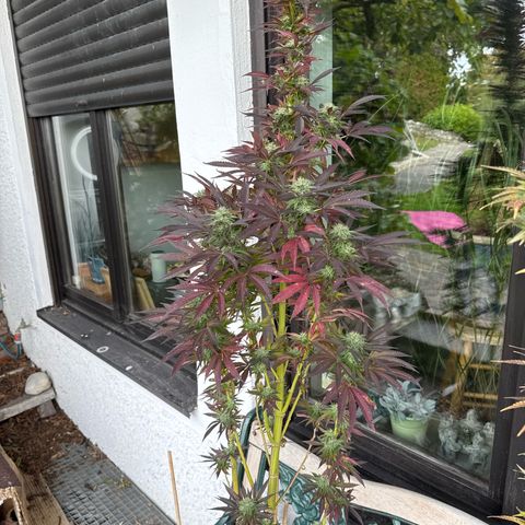 Northern Lights growlog timeline photo