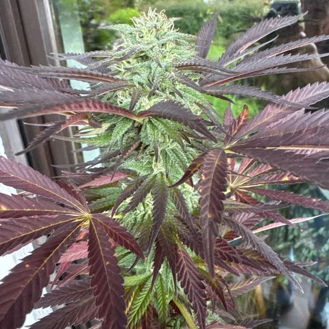 Northern Lights growlog timeline photo