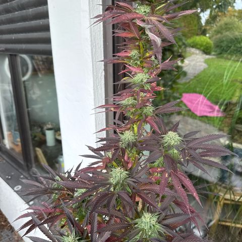 Northern Lights growlog timeline photo