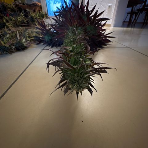 Northern Lights growlog timeline photo