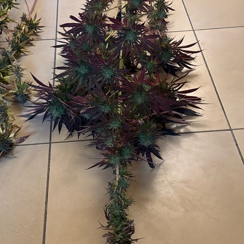Northern Lights growlog timeline photo