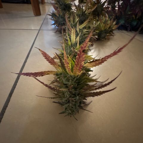 Shining Silver Haze growlog timeline photo