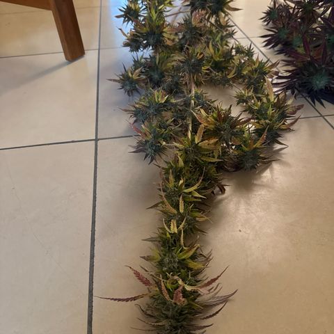 Shining Silver Haze growlog timeline photo