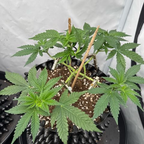 Sleepy Joe🤌🏼😳 growlog timeline photo