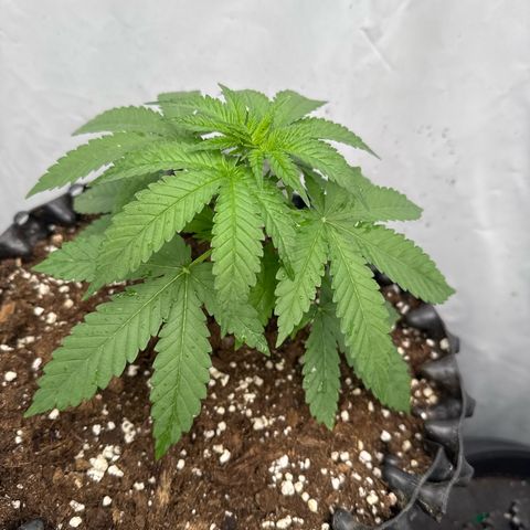Choco Haze growlog timeline photo
