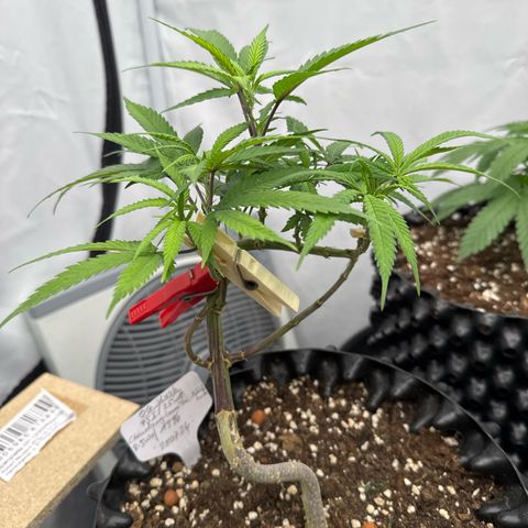 OG Kush growlog timeline photo