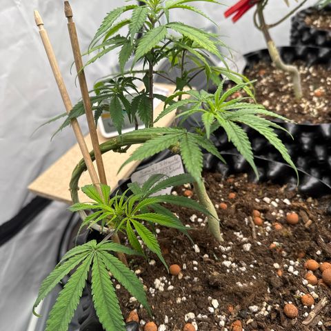 Sensi Skunk growlog timeline photo