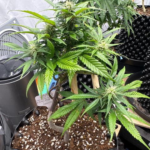 OG Kush growlog timeline photo