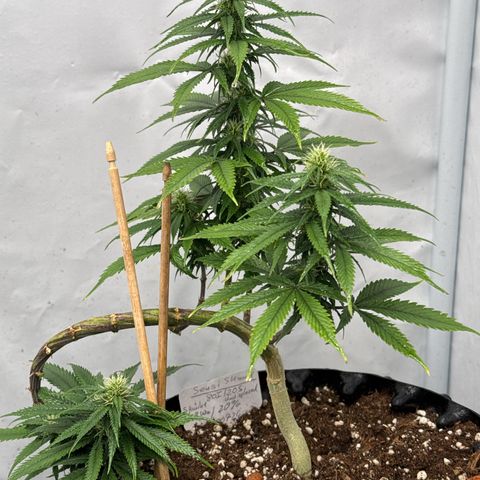Sensi Skunk growlog timeline photo