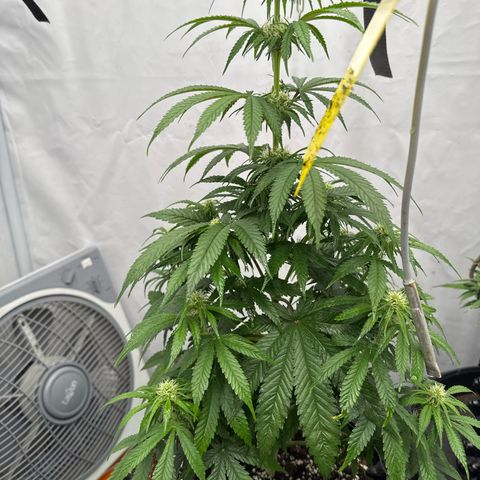 Choco Haze growlog timeline photo