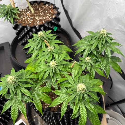 Sleepy Joe🤌🏼😳 growlog timeline photo